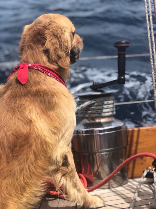 June 2018: Rocco – St CHRISTOPHER’S Loyal Mascot June 2018: Rocco - St CHRISTOPHER'S Loyal Mascot